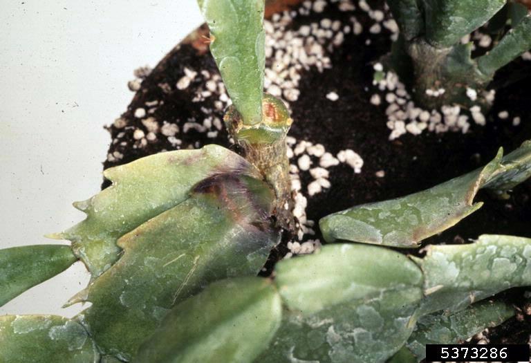 Dark rotted stem lesion at the soil line of a potted plant caused by Phytophthora fungus