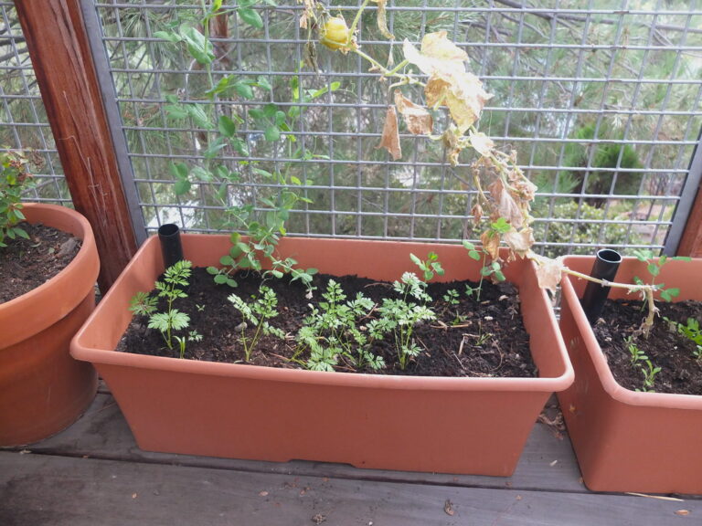Self-watering plant pots with built-in water reservoirs planted with greenery